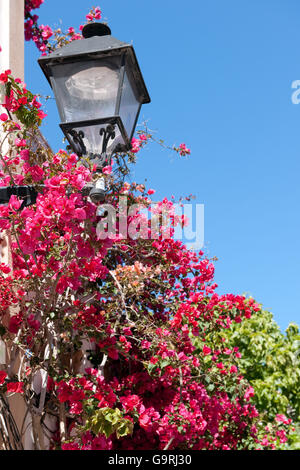 Bougainvillea, Calle de la Conquista, Eivissa, Dalt Vila, Ibiza, Baléares, Espagne, Europe/ Ibiza Banque D'Images