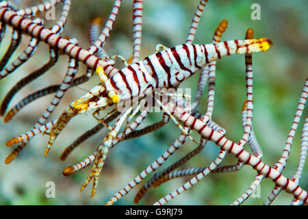 Crinoïde Leopard / Crevettes (Laomenes pardus) Banque D'Images