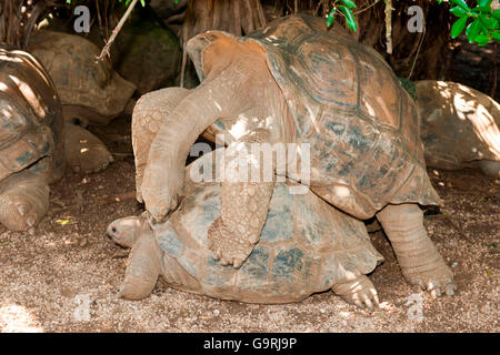 Tortue géante d'Aldabra, l'accouplement, l'Ile Maurice, l'Afrique, l'Océan Indien / (Aldabrachelys gigantea) Banque D'Images