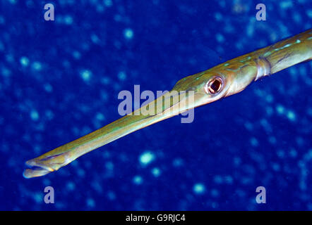 Poissons-Trompette chinoise, la mer d'Andaman, Indopacific, Thailande, Asie / (Aulostomus chinensis) Banque D'Images