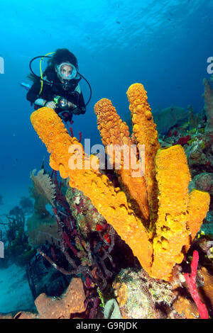 Plongeur et tube jaune éponge, Caraïbes, Amérique Latine / (Aplysina fistularis) Banque D'Images