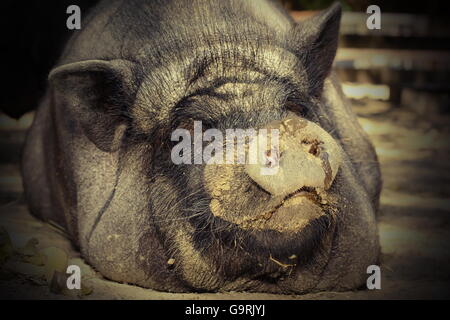 Portrait d'énorme cochon sale portant sur la masse à la ferme Banque D'Images