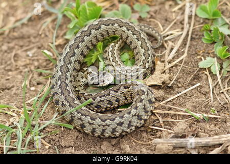Vipera ursinii rakosiensis sur l'habitat ( le serpent européen plus rares, l'additionneur meadow hongrois ) Banque D'Images