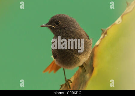 Le Rougequeue noir (Phoenicurus ochruros) dans une feuille de cactus immatures vu au niveau de l'oeil Banque D'Images