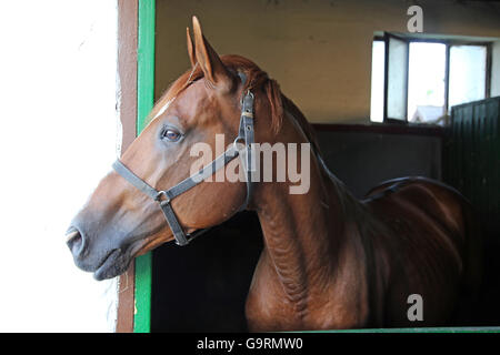 Les jeunes chevaux de pur-sang Nice châtaignier dans la porte de l'écurie. Course de chevaux pur-sang chestnut en regardant la porte de la grange Banque D'Images