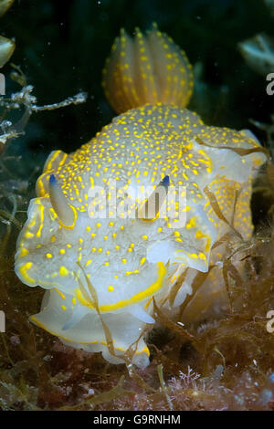 Limace de mer méditerranée, nudibranches, / (Hypselodoris elegans) Banque D'Images