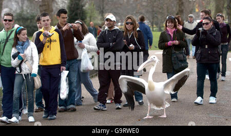 Pelican dans St James's Park Banque D'Images