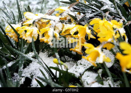 Le printemps n'est certainement pas encore arrivé car les jonquilles s'envogent dans la neige à Whitley Bay, dans le nord-est de l'Angleterre aujourd'hui. Banque D'Images
