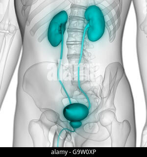 L'anatomie des organes du corps humain (reins) Banque D'Images