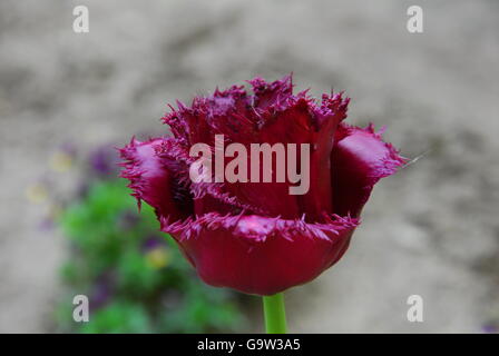 Black parrot Tulip tulipa, Parrot Banque D'Images