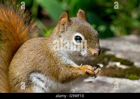 Un écureuil roux L'alimentation. Banque D'Images