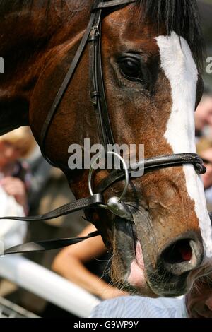 Courses hippiques - Betfred Gold Cup Meeting - Sandown Park. Détail cheval Banque D'Images