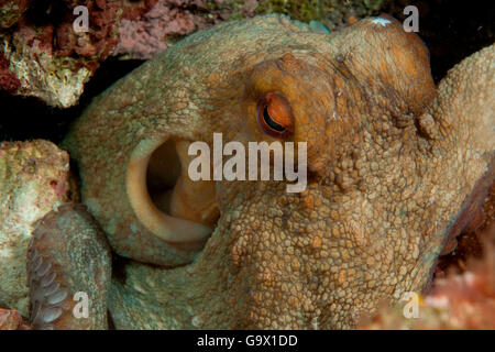 Le poulpe, Méditerranée, îles Baléares, Espagne / (Octopus vulgaris) Banque D'Images