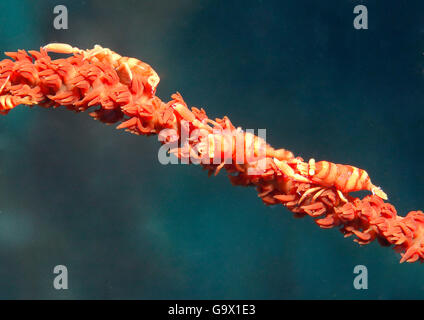 Crevettes de corail fouet, Philippines, Asie / (Pontonides unciger) Banque D'Images