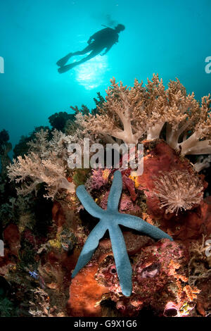 Avec scuba diver seastar bleu, Molukkes, Indonésie, Asie, Pacifique / Linckia laevigata () Banque D'Images