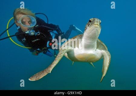 Plongeur et carapaces de tortues de mer, îles Canaries, Espagne, Europe, Atlantique / (Eretmochelys imbricata) Banque D'Images