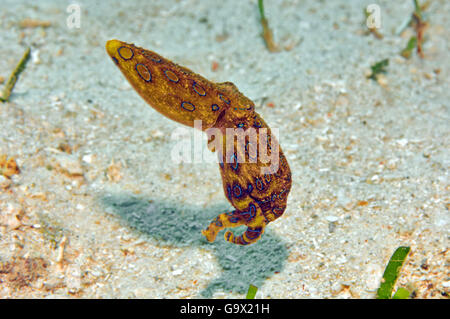 Plus grand héron bleu pieuvre, Cabilao, Visayas, Philippines, Asie / (Hapalochlaena lunulata) Banque D'Images