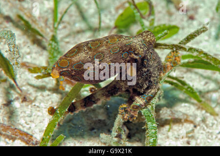 Plus grand héron bleu pieuvre, Cabilao, Visayas, Philippines, Asie / (Hapalochlaena lunulata) Banque D'Images