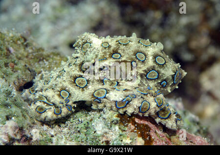 Plus grand héron bleu pieuvre, Cabilao, Visayas, Philippines, Asie / (Hapalochlaena lunulata) Banque D'Images