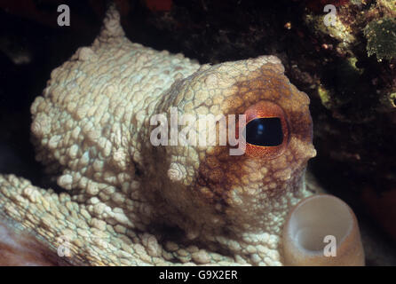 Le poulpe, Iles Baléares, Espagne, Europe, Méditerranée / (Octopus vulgaris) Banque D'Images