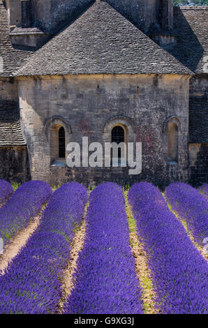 La Lavande (Lavendula angustifolia) champs en face de l'Abbaye de Sénanque, Gordes Village, Provence, France, juillet 2015. Banque D'Images