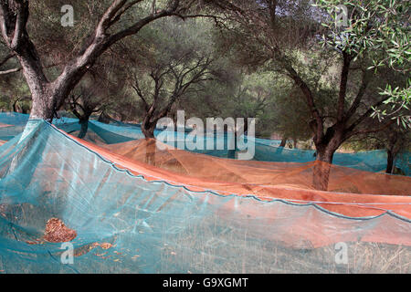 Net sous l'olivier (Olea europaea) pour la récolte des olives, de Sainte-Lucie-de-Tallano, Corse, France, septembre Banque D'Images