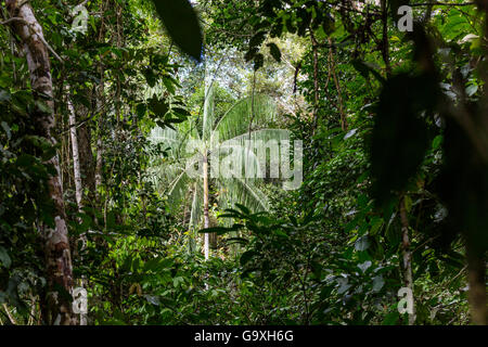 Vue à travers la forêt tropicale de plaine de palmier, Panguana Réserver, Huanuco province, bassin de l'Amazone, au Pérou. Banque D'Images