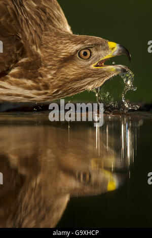 Eurasienne commune buzzard (Buteo buteo) reflète dans l'eau tout en buvant, Pusztaszer paysage protégé, Kiskunsagi, Hongrie, Mai Banque D'Images