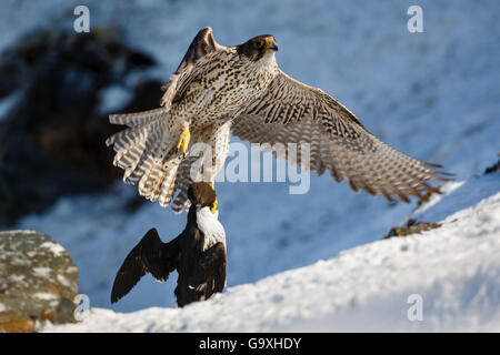 Le Faucon gerfaut (Falco rusticolus) voler avec guillemot proie. Hornoya bird falaise. Le Finnmark, Norvège. Mars Banque D'Images