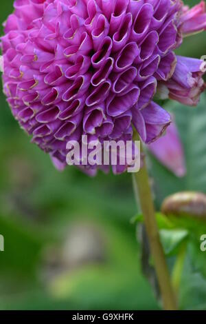 Seul grand lumineux bloom pourpre fleur, macro, tige haute Banque D'Images