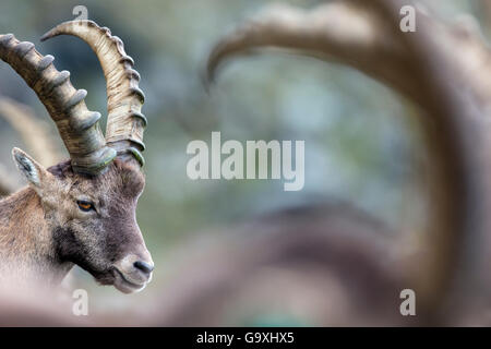 Bouquetin des Alpes (Capra ibex), portrait de jeune homme. Alpes, vallée d'Aoste, Parc National du Grand Paradis, en Italie. Septembre. Banque D'Images