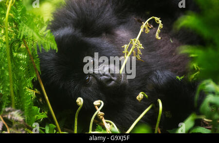 Gorille de montagne (Gorilla beringei beringei) Mâcher des Virunga, fougère, Rwanda Banque D'Images