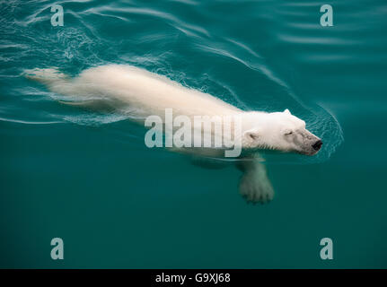 L'ours polaire (Ursus maritimus) natation, Nordaustlandet, Svalbard, Norvège, juillet. Banque D'Images