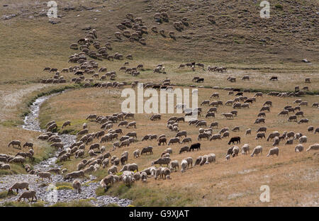 Troupeau de moutons près de ruisseau de montagne, au-dessous de col du Restefont, Mercantour, France, août. Banque D'Images