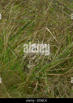 Long-eared Owl (Asio flammeus) dans l'herbe, marais Breton, Mayenne, France, décembre. Banque D'Images