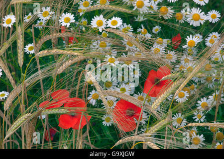 Coquelicots (Papaver rhoeas) et le maïs camomille (Anthemis arvensis) croissance organique dans l'orge (Hordeum vulgare) culture, Norfolk, Angleterre, Royaume-Uni. Juillet. Banque D'Images