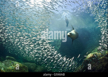 De Californie (Zalophus californianus) femelle adulte, débordant le cadre d'un banc de poissons dans les eaux peu profondes. Los Isotes, La Paz, Mexique. Mer de Cortez, à l'Est de l'océan Pacifique. Banque D'Images