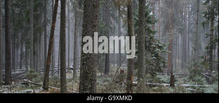 Neige dans une forêt boréale vierge, Sirtsi Réserve naturelle en Estonie, Ida-Virumaa. Novembre 2013. Banque D'Images