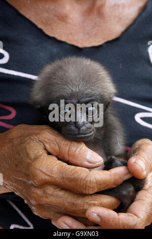 Femme tenant bébé orphelin gibbon (Hylobates) dont la mère a été tué en plantation de palmiers à huile, le sud de Kalimantan, la partie indonésienne de Bornéo. Août 2010. Banque D'Images