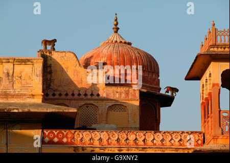 Macaque Rhésus (Macaca mulatta) la mère et l'enfant était assis sur le toit du palais, Jaipur, Inde. Banque D'Images