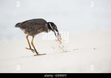 Bihoreau gris-jaune (Nyctanassa violacea pauper) prendre le crabe fantôme (Ocypode) sur plage, Galapagos. Banque D'Images