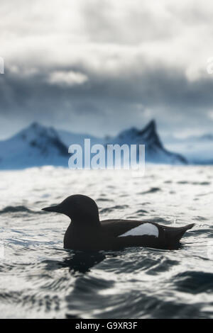 Le guillemot à miroir (Cepphus grylle) natation avec paysage de montagne derrière par jour nuageux, Hornsund, Svalbard, Norvège, juin. Banque D'Images