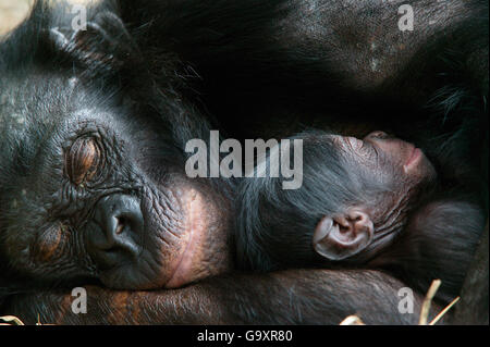 Les bonobos (pan paniscus) mère se reposant avec son nouveau-né, Lola Ya Bonobo Sanctuaire, République du Congo. Banque D'Images