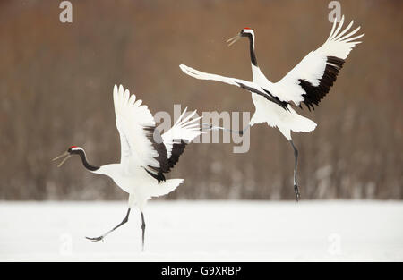 Grues Japonaises (Grus japonensis) affichage dans la neige, Hokkiado, Japon, février Banque D'Images