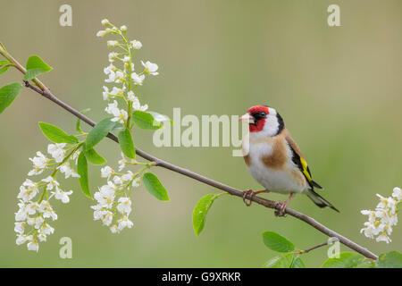 Male Chardonneret (Carduelis carduelis) perché sur la floraison European bird cherry (Prunus padus). Le sud de la Norvège. Mai. Banque D'Images