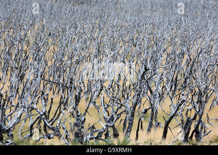 Forêt de brûlé Lenga (Nothofagus pumilio) arbres, Torres del Paine, en Patagonie, au Chili. Banque D'Images