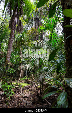 La forêt tropicale de plaine, Panguana Réserver, Huanuco province, bassin de l'Amazone, au Pérou. Banque D'Images