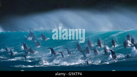 Grand groupe de grands dauphins (Tursiops truncatus) au-dessus des vagues de tangage lors de sardine run annuel, Port St Johns, Afrique du Sud. Finaliste dans la catégorie des animaux dans leur environnement de la Wildlife Photographer of the Year Awards (WPOY) 2015 la concurrence. Banque D'Images