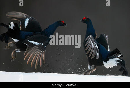Deux hommes Tétras (Tetrao tetrix) / Lyrurus combats, Kuusamo, Finlande, avril. Banque D'Images