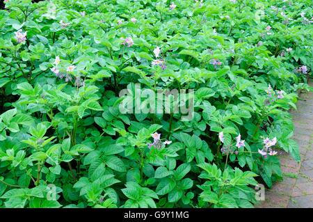 De plus en plus de pommes de terre dans un potager Solanum tuberosum de Blue belle Banque D'Images